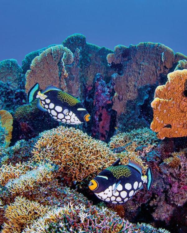 Pristine Paradise Dive Resort - Togean Islands, Una Una Pulau Unauna Экстерьер фото